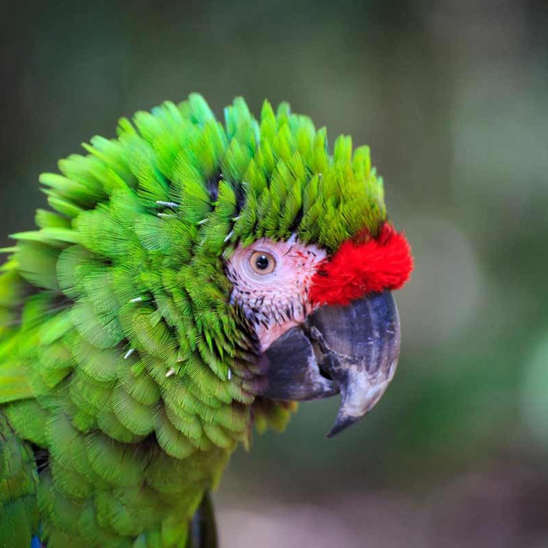 Close-up of a green parrot with a red forehead and detailed feathers.