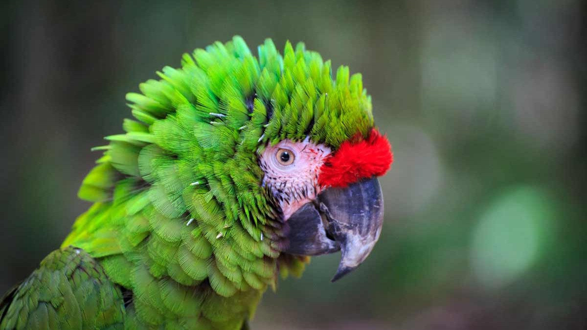 Close-up of a green parrot with a red forehead and detailed feathers.