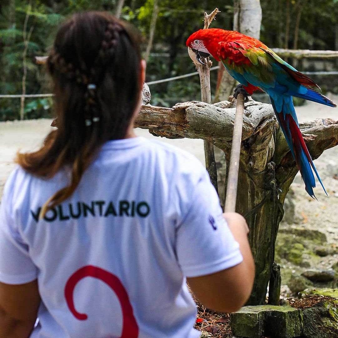 Person in white shirt with 'Voluntario' facing a colorful parrot on a branch in a forest setting.
