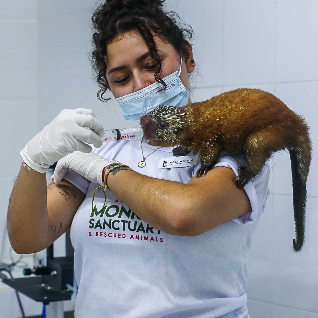 Person with a mask holding a syringe, a small animal perched on the arm in a clinic setting.
