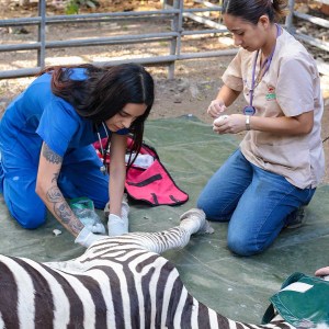 Two veterinarians tend to a zebra lying on a tarp in an outdoor enclosure.