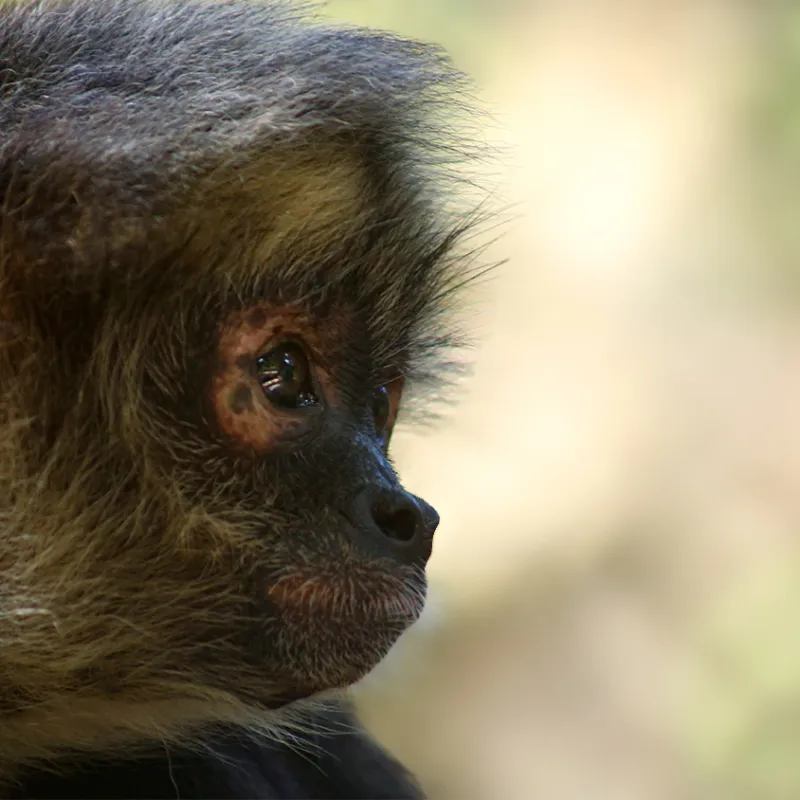 Close-up of a monkey looking to the right against a blurred background.