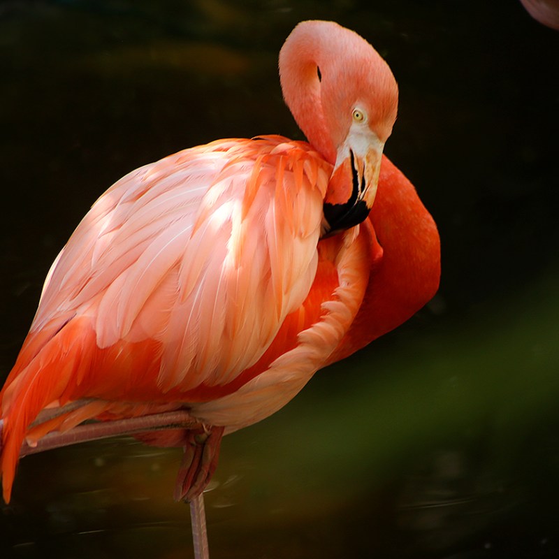 Pink flamingo standing on one leg in a dark, natural setting.