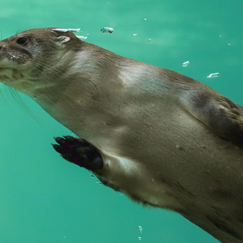 Otter swimming underwater with bubbles near its face.