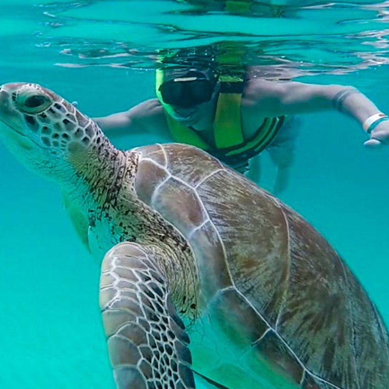 Person snorkeling underwater near a large sea turtle.
