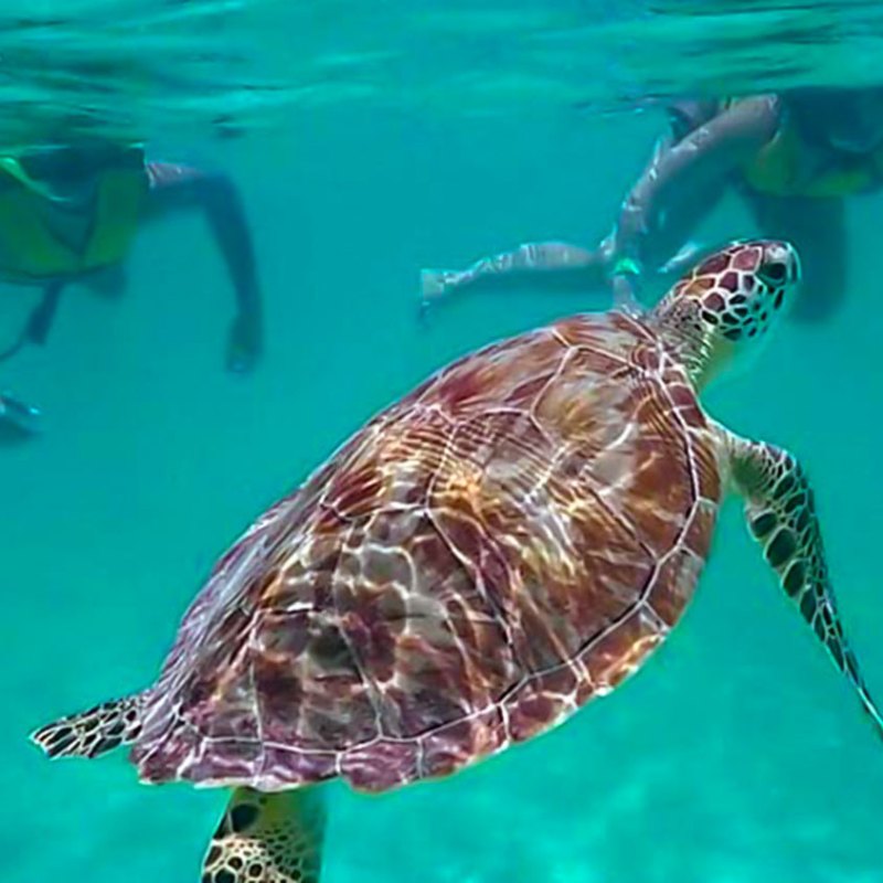 Sea turtle swimming underwater with two snorkelers above.